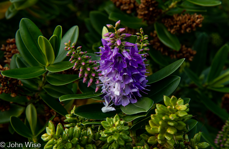 Flower at Ocean Haven in Yachats, Oregon