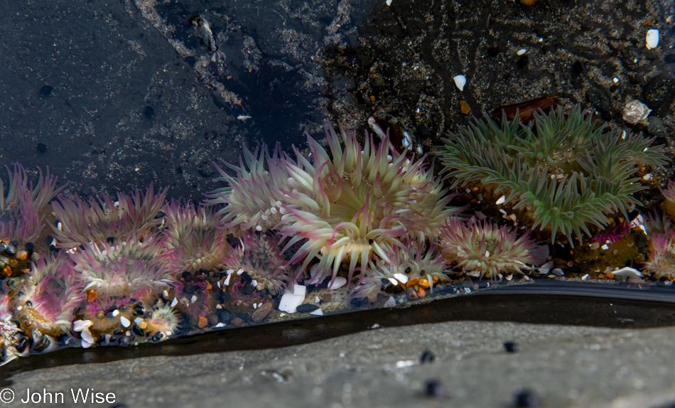 Anemone at Tokatee Klootchman State Natural Site in Florence, Oregon