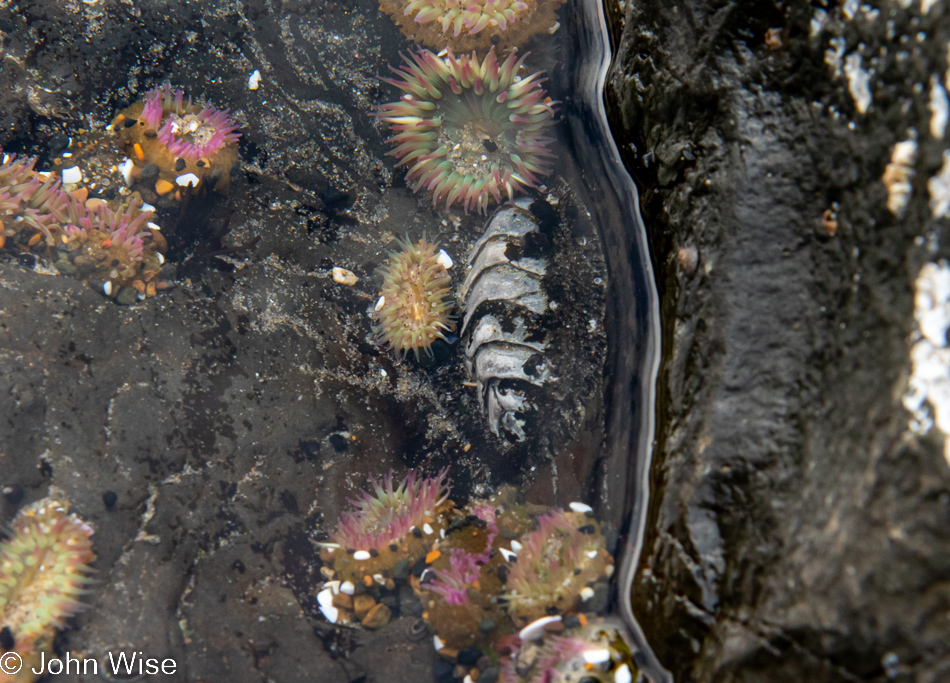 Anemone at Tokatee Klootchman State Natural Site in Florence, Oregon