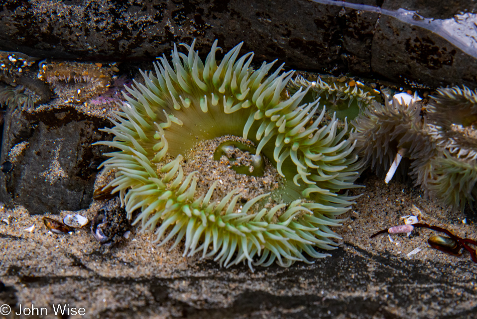 Anemone at Tokatee Klootchman State Natural Site in Florence, Oregon