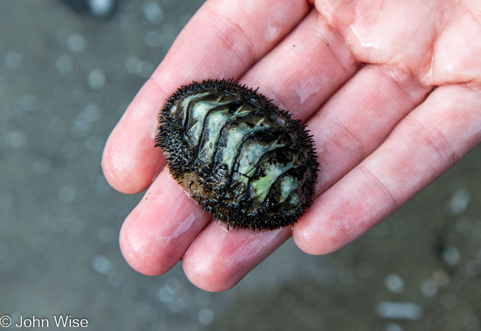 Chiton at Tokatee Klootchman State Natural Site in Florence, Oregon