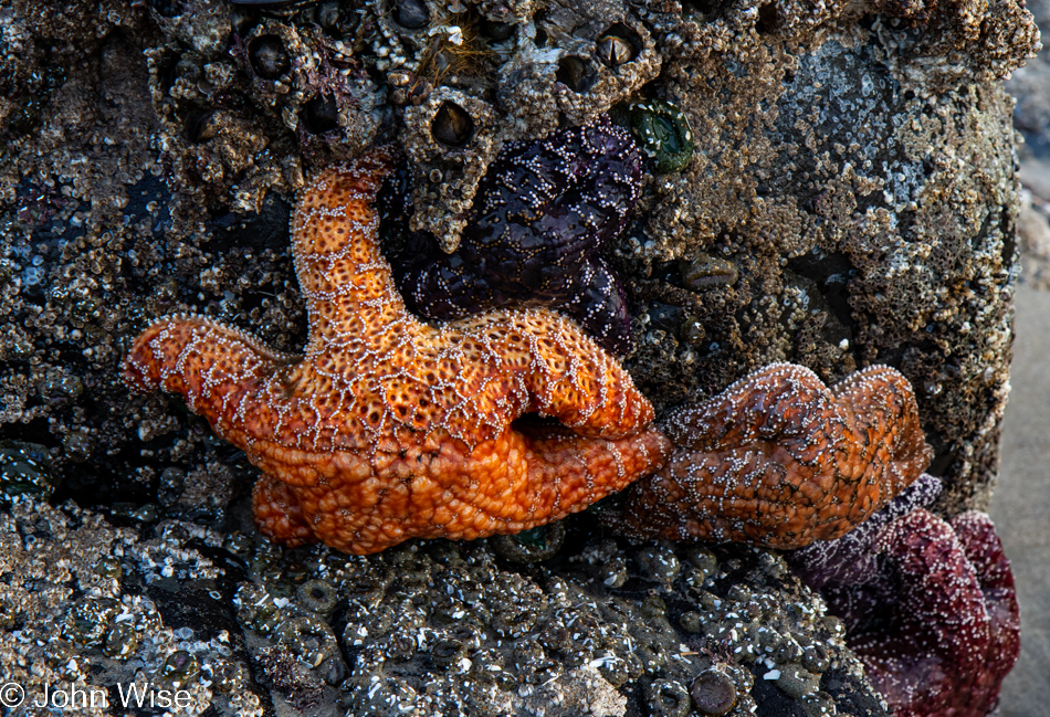 Sea stars at Stonefield Beach in Florence, Oregon 