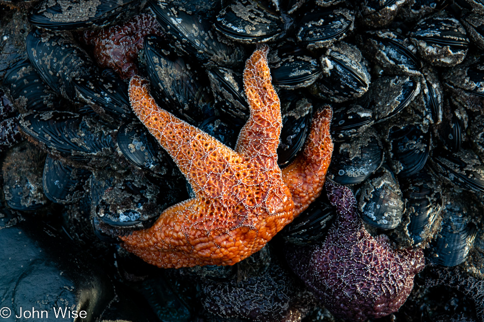 Sea stars at Stonefield Beach in Florence, Oregon 