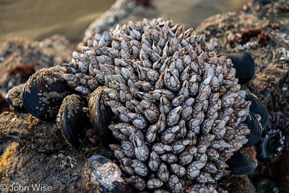 Barnacles at Stonefield Beach in Florence, Oregon 