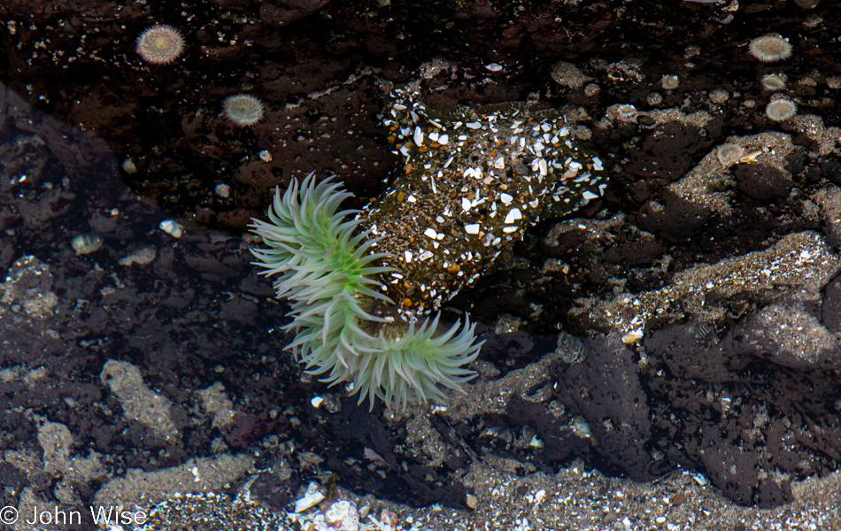 Anemone at Stonefield Beach in Florence, Oregon 