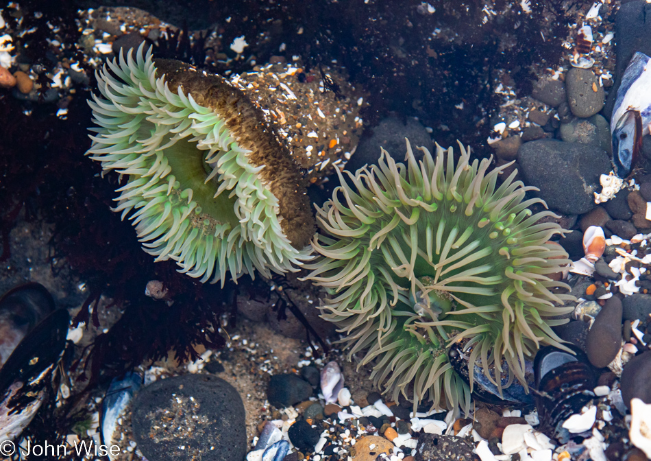 Anemone at Stonefield Beach in Florence, Oregon 