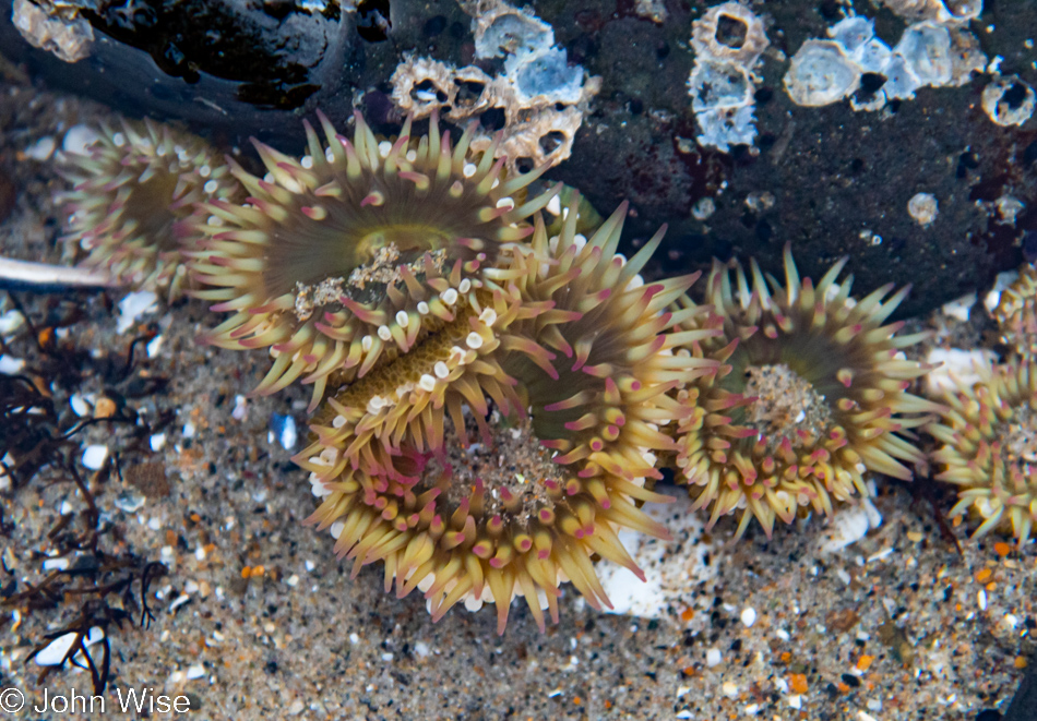 Anemone at Stonefield Beach in Florence, Oregon 