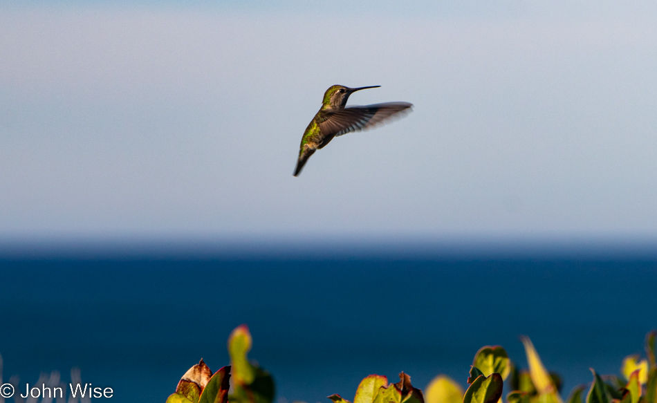 Hummingbird at Moolack Beach in Newport, Oregon