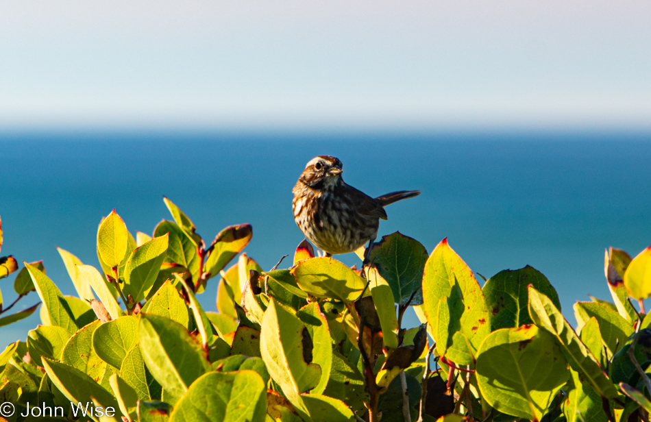 Bird at Moolack Beach in Newport, Oregon