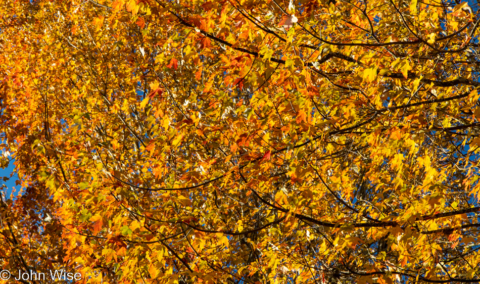 Fall foliage in Eugene, Oregon