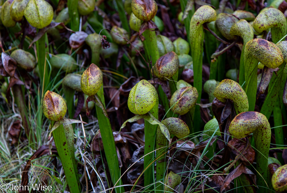 Darlingtonia State Natural Site in Florence, Oregon