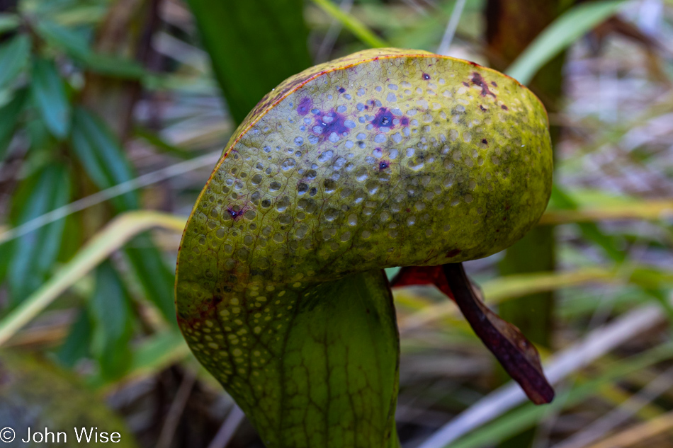 Darlingtonia State Natural Site in Florence, Oregon