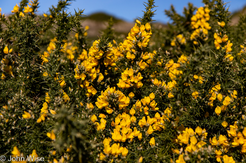 Gorse at Whiskey Run Beach in Bandon, Oregon