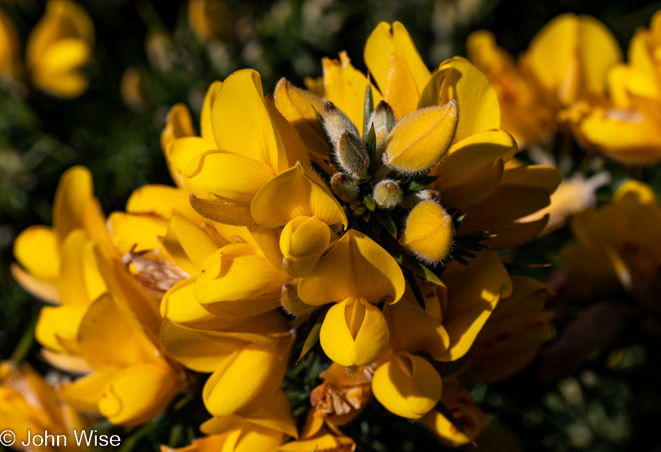 Gorse at Whiskey Run Beach in Bandon, Oregon