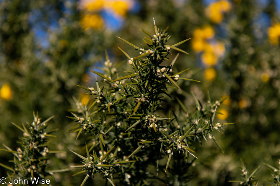 Gorse at Whiskey Run Beach in Bandon, Oregon