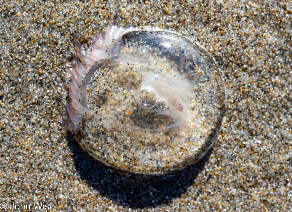 Jellyfish at Whiskey Run Beach in Bandon, Oregon