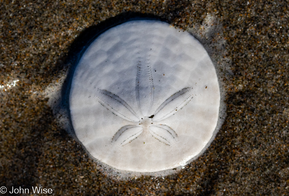 Sand Dollar at Whiskey Run Beach in Bandon, Oregon