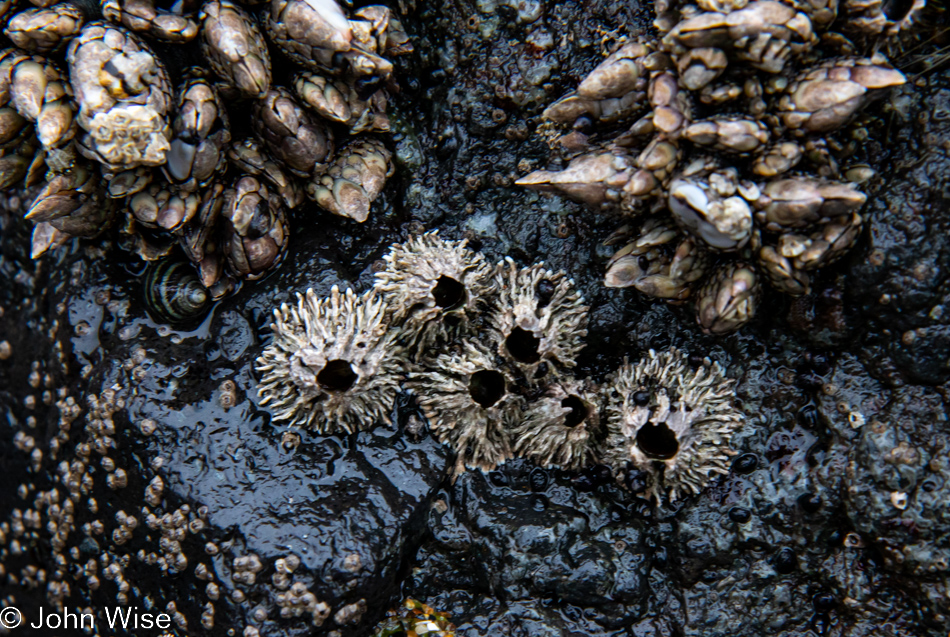 Barnacles at Bob Creek Beach in Yachats, Oregon