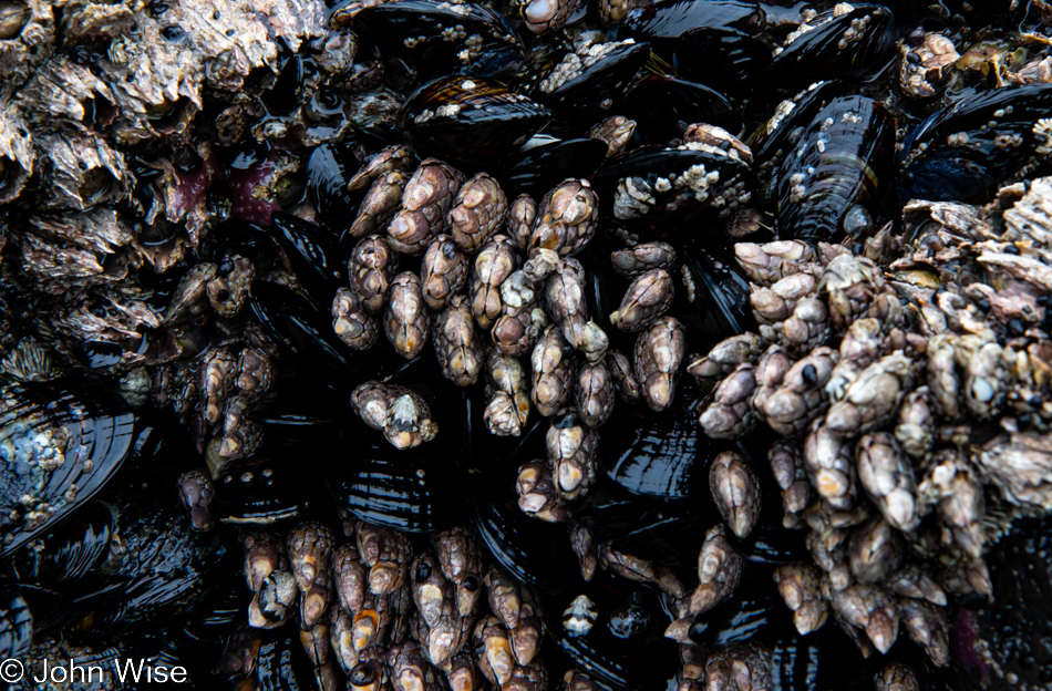 Barnacles at Bob Creek Beach in Yachats, Oregon