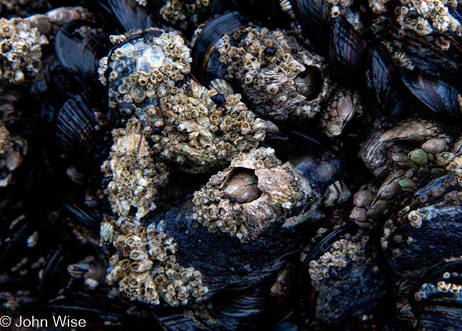 Barnacles at Bob Creek Beach in Yachats, Oregon