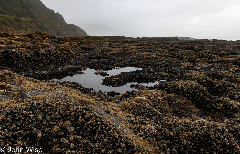 Barnacles at Bob Creek Beach in Yachats, Oregon