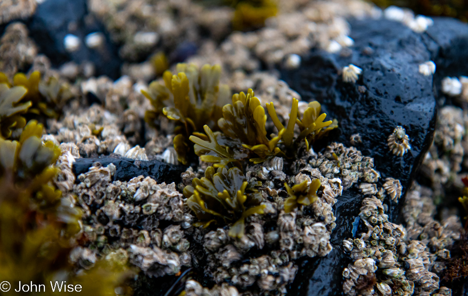 Barnacles at Bob Creek Beach in Yachats, Oregon