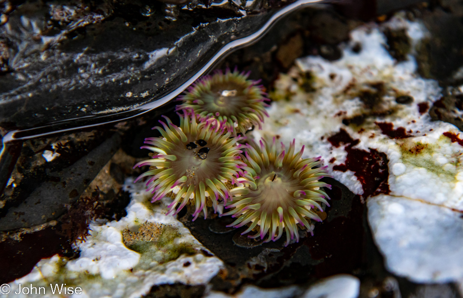 Anemones at Bob Creek Beach in Yachats, Oregon