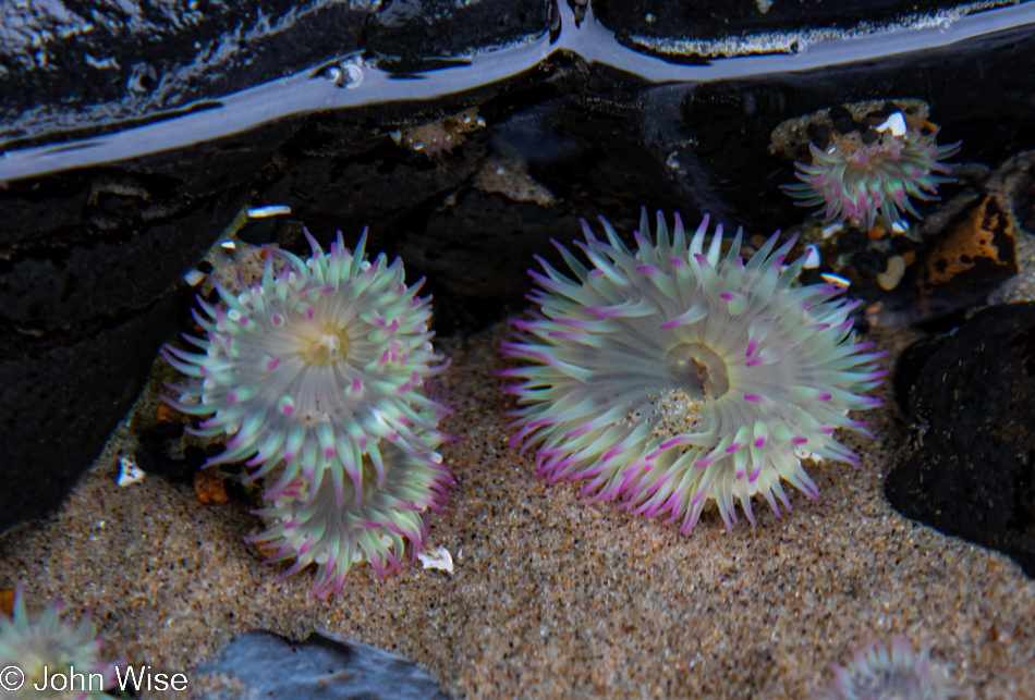 Anemones at Bob Creek Beach in Yachats, Oregon