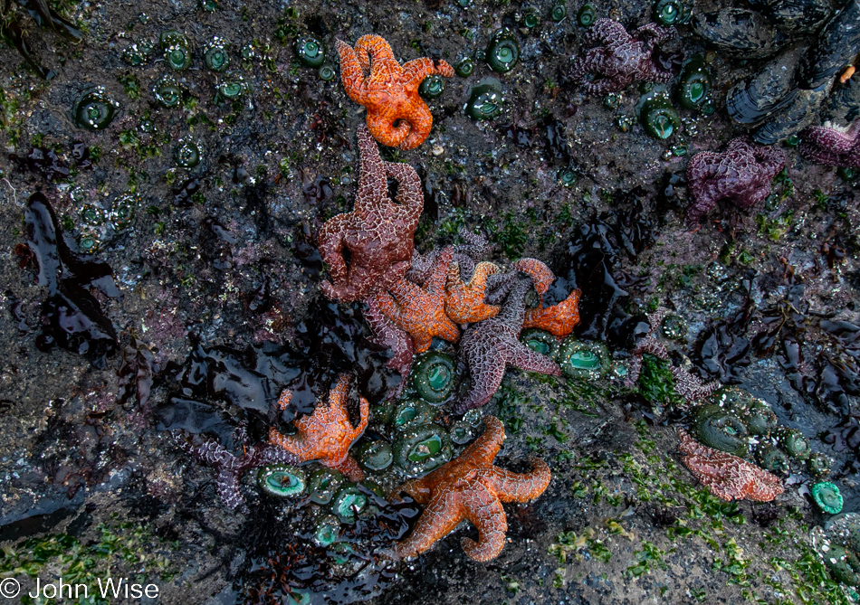 Sea Stars at Bob Creek Beach in Yachats, Oregon