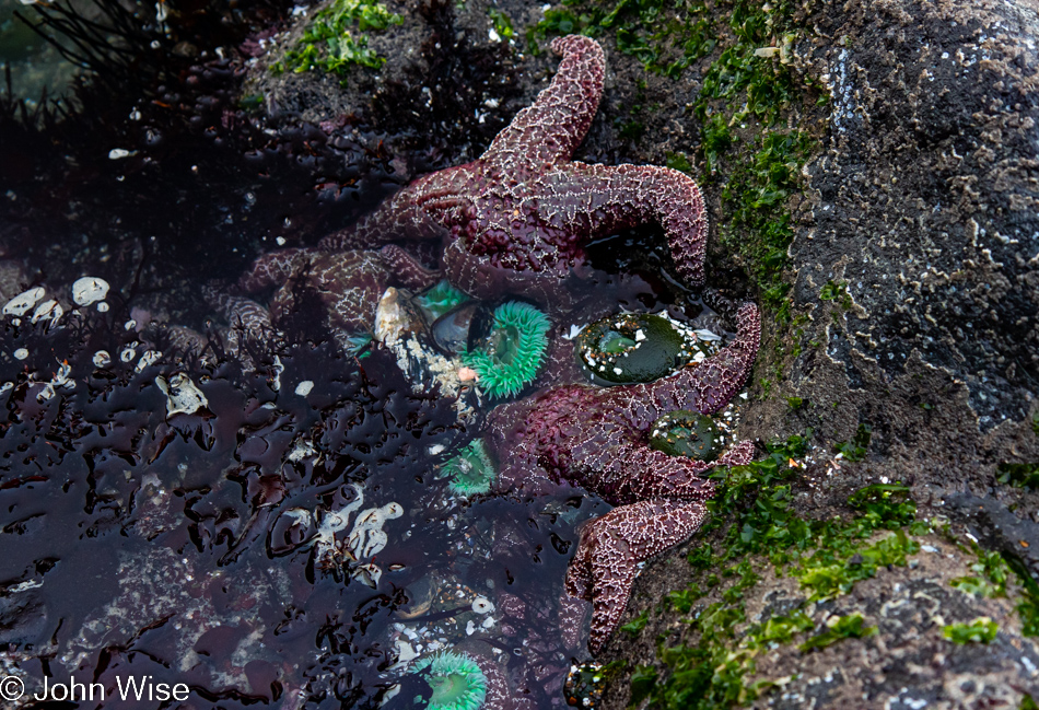 Sea Stars at Bob Creek Beach in Yachats, Oregon
