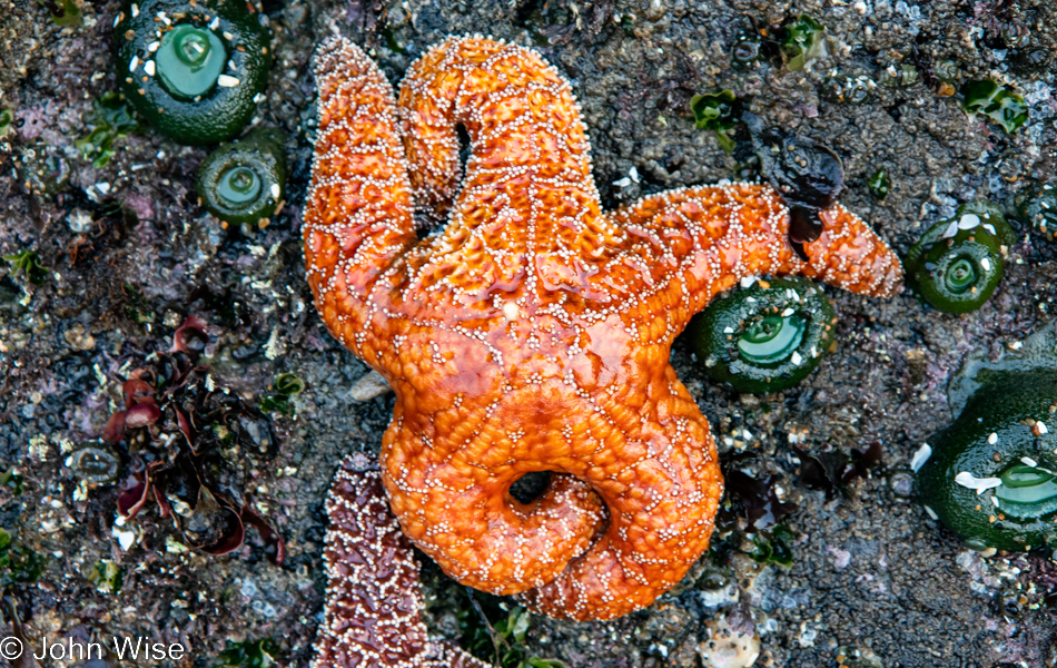 Sea Stars at Bob Creek Beach in Yachats, Oregon