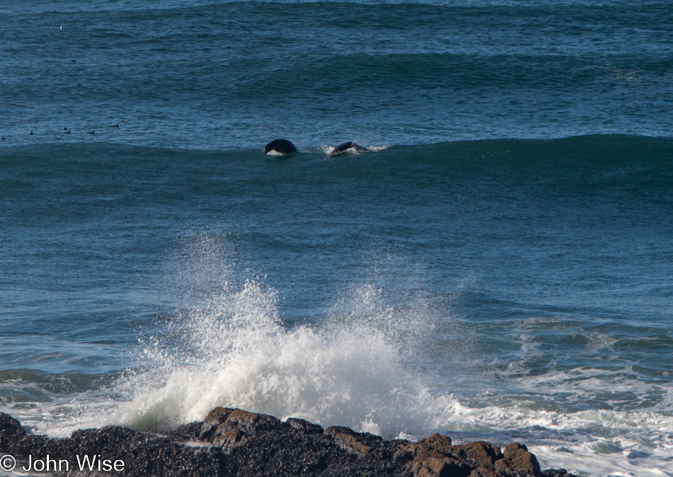 Dolphins in Yachats, Oregon