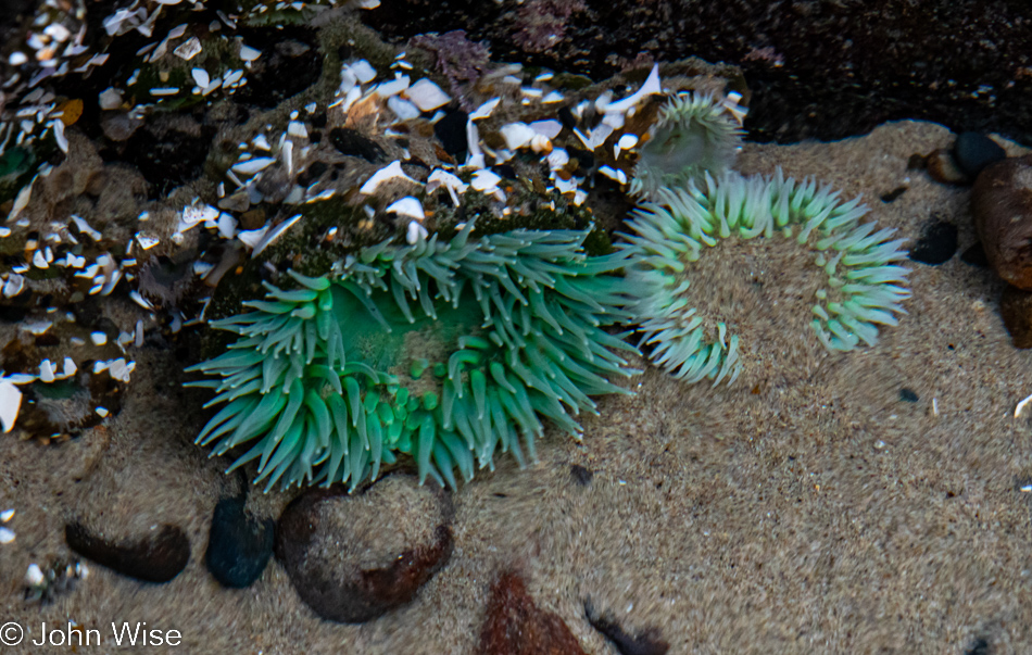 Anemone at Rock Creek Beach in Florence, Oregon