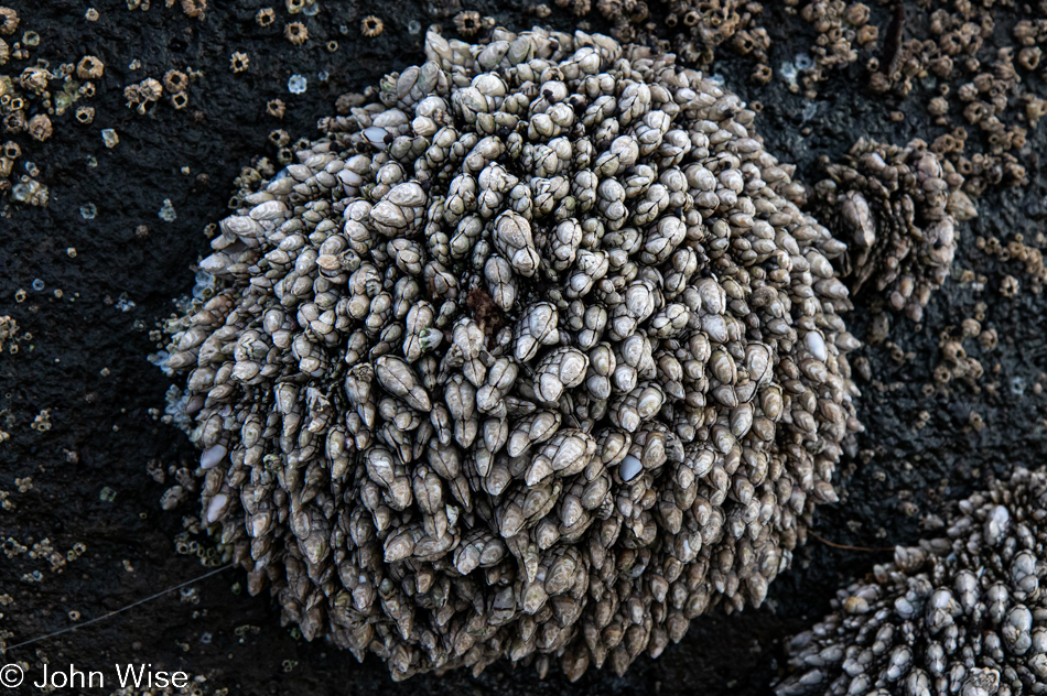 Barnacles at Rock Creek Beach in Florence, Oregon