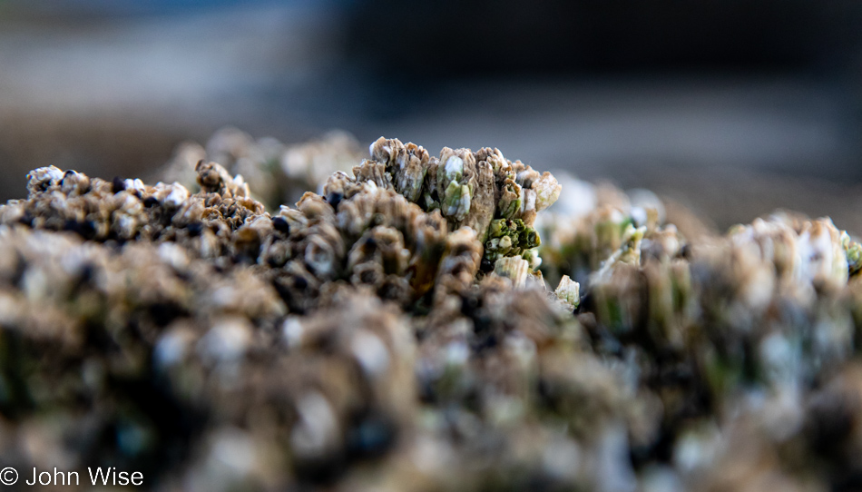 Barnacles at Rock Creek Beach in Florence, Oregon