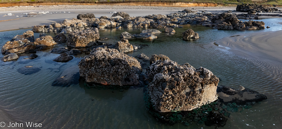 Barnacles at Rock Creek Beach in Florence, Oregon