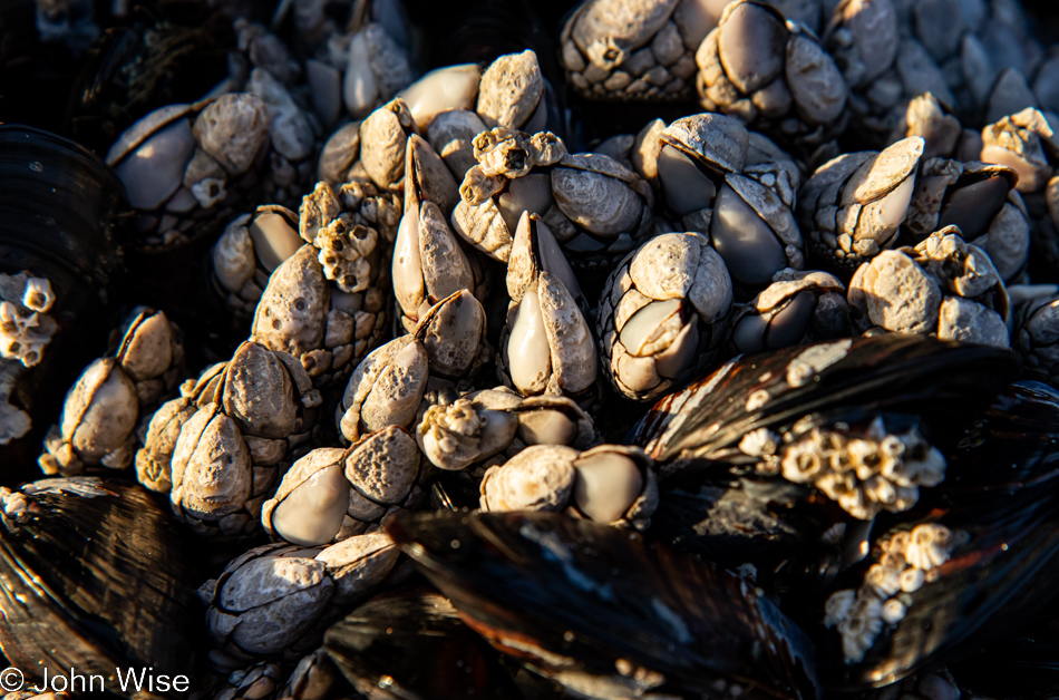 Barnacles at Rock Creek Beach in Florence, Oregon