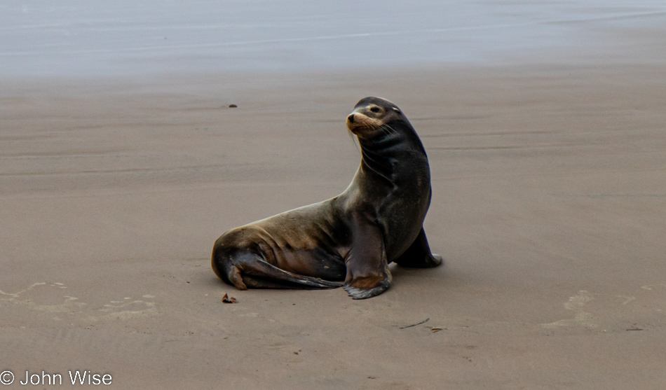 Cape Lookout State Park in Tillamook, Oregon