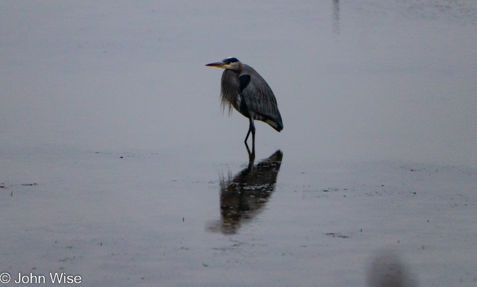 Heron at Netarts Bay in Netarts, Oregon