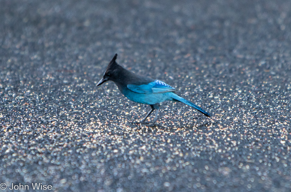 A Stellar Jay at Umpqua Lighthouse in Reedsport, Oregon