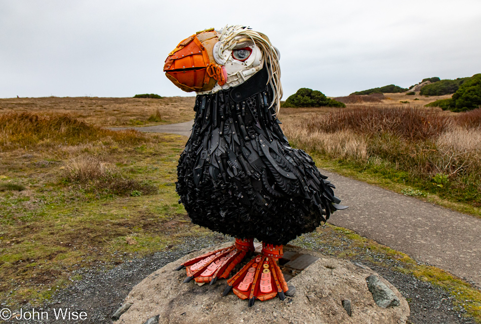 Cosmo the Tufted Puffin in Bandon, Oregon