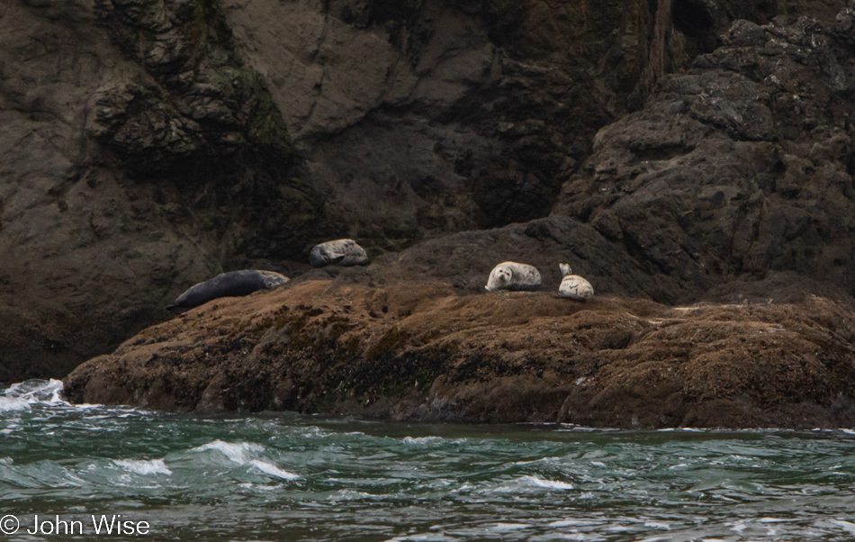 Seals at Coquille Point National Wildlife Refuge in Bandon, Oregon