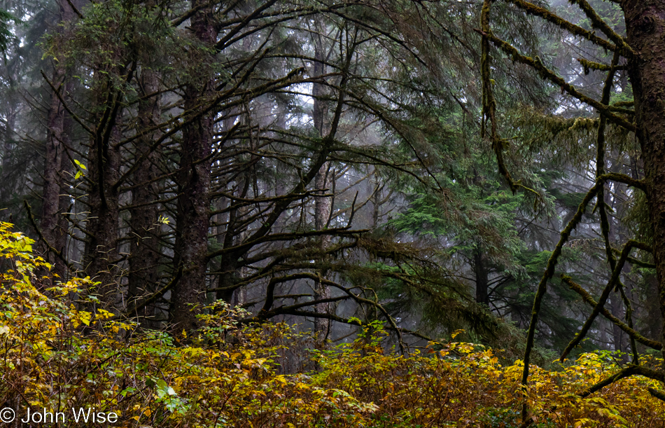 Road to Umpqua Lighthouse State Park in Reedsport, Oregon