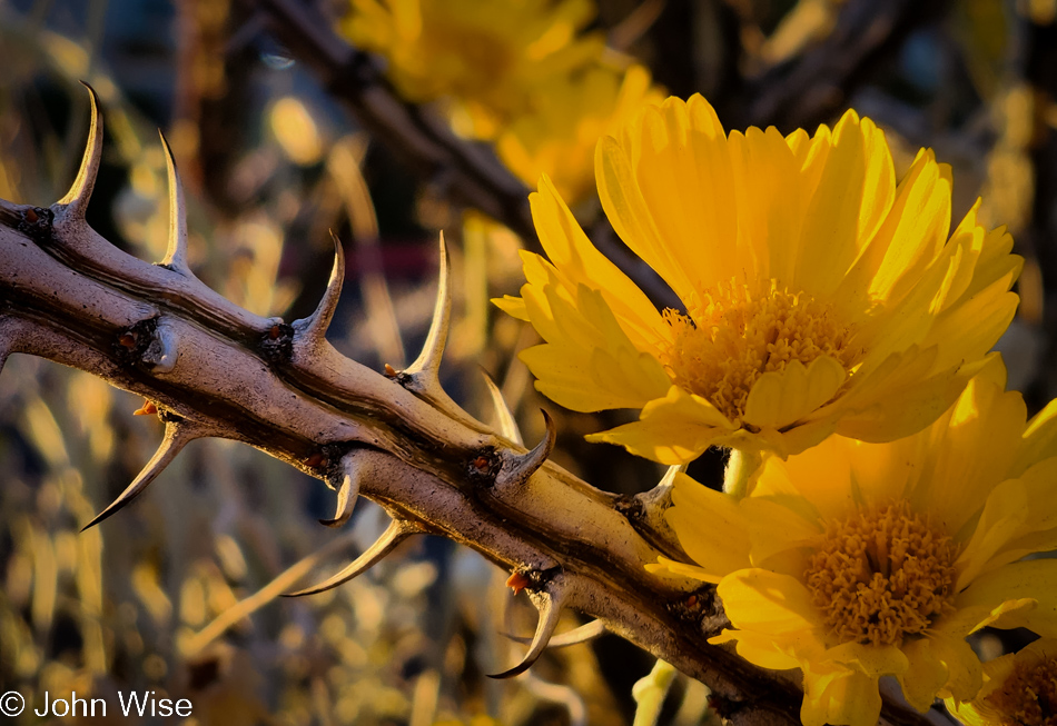 Thorns and flowers