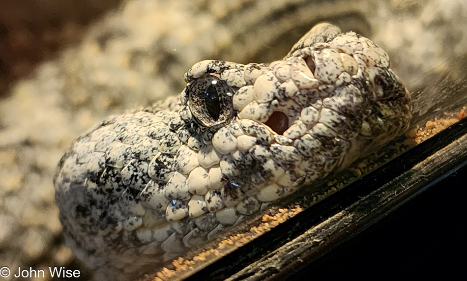 Chiricahua Desert Museum in Rodeo, New Mexico