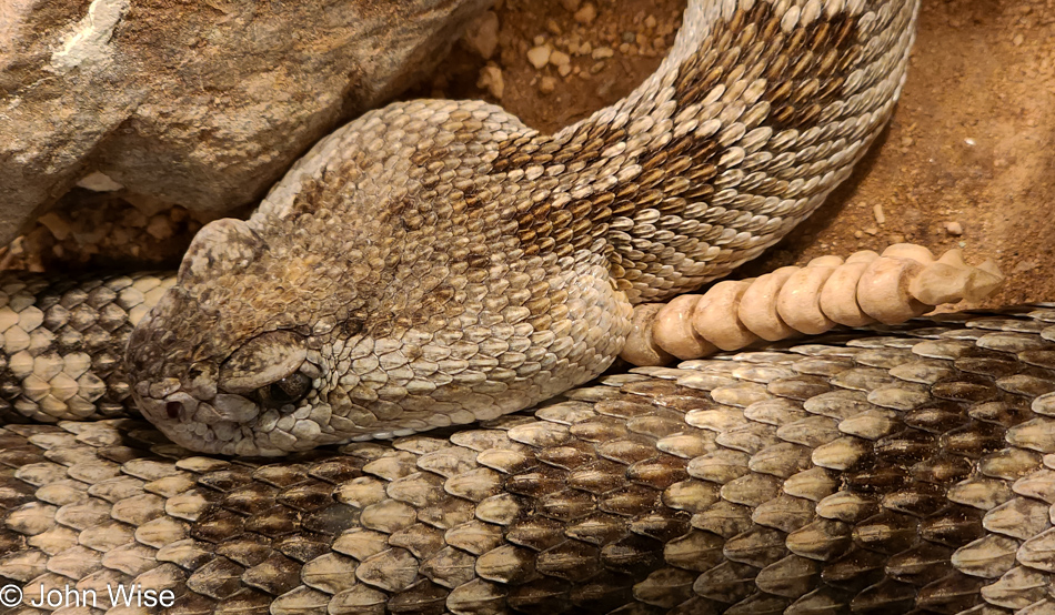 Chiricahua Desert Museum in Rodeo, New Mexico