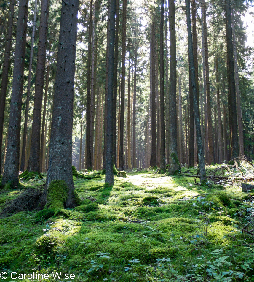 Taunus, Germany