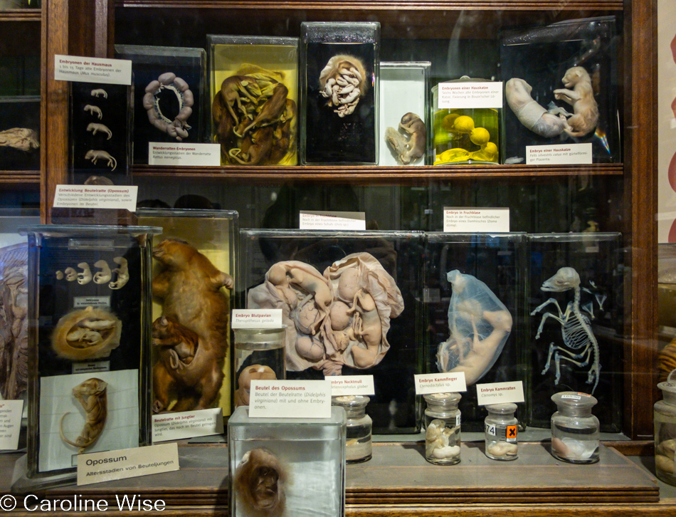 Senckenberg Museum in Frankfurt, Germany