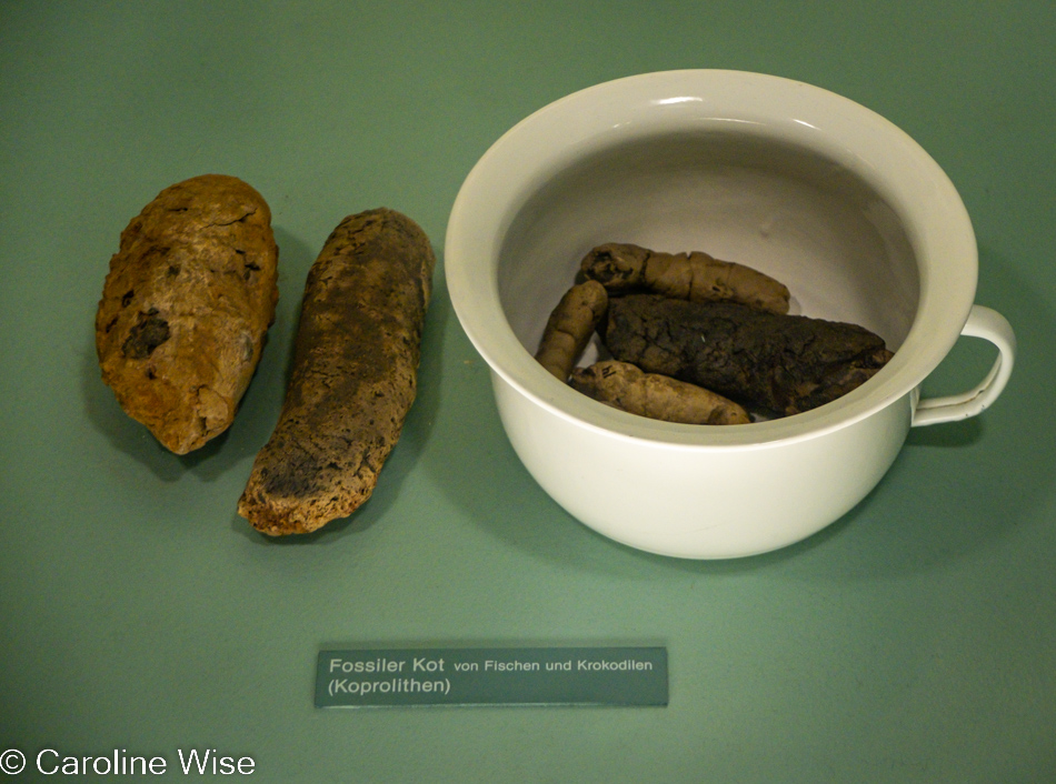 Senckenberg Museum in Frankfurt, Germany