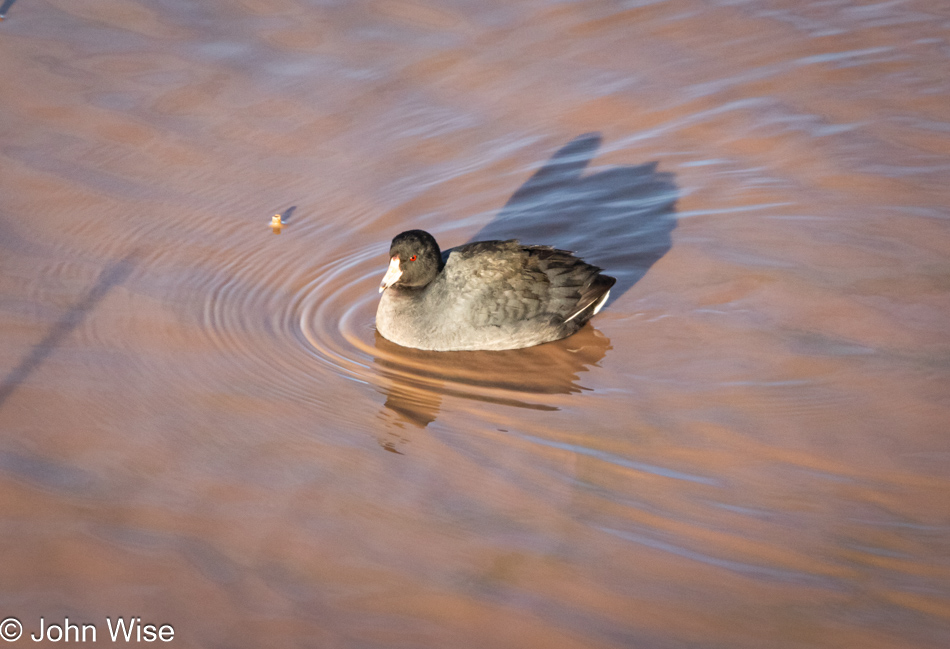 Whitewater Draw Wildlife Area in McNeal, Arizona